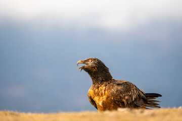 Bearded Vulture (Gypaetus barbatus) photographed in Spain