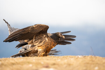 Bearded Vulture (Gypaetus barbatus) photographed in Spain
