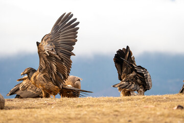 Bearded Vulture (Gypaetus barbatus) photographed in Spain