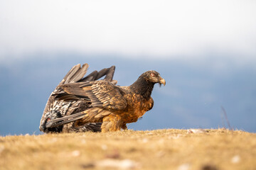 Bearded Vulture (Gypaetus barbatus) photographed in Spain
