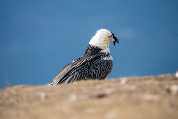 Bearded vulture (Gypaetus barbatus) photographed in Spain