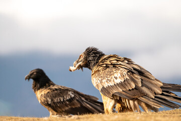 Bearded vulture (Gypaetus barbatus) photographed in Spain