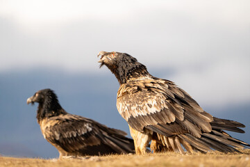 Bearded vulture (Gypaetus barbatus) photographed in Spain
