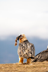 Bearded vulture (Gypaetus barbatus) photographed in Spain