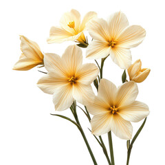 Fototapeta premium Sisyrinchium Flower isolated on transparent background