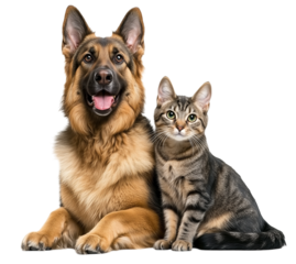 A cute German Shepherd dog and cat sitting together on transparent background
