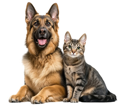A cute German Shepherd dog and cat sitting together on transparent background