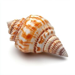 Spiraling Majesty Seashell Nature?s Delicate Art Piece of Oceanic Formations and Beauty Marine Gemstone