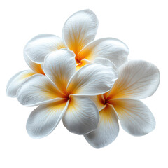 Tiare Flower isolated on transparent background
