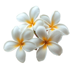 Tiare Flower isolated on transparent background