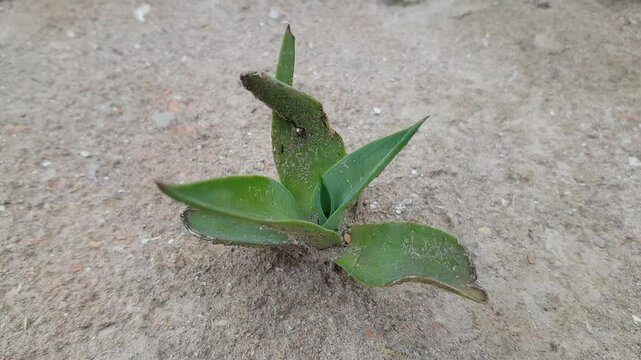 Small Green Succulent Plant Growing in Dry Soil