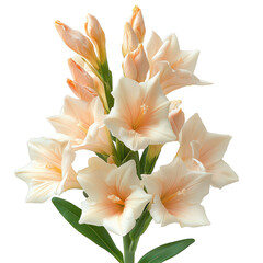 Tuberose Flower isolated on transparent background