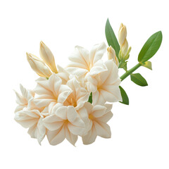 Tuberose Flower isolated on transparent background