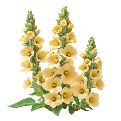 Verbascum Flower isolated on transparent background