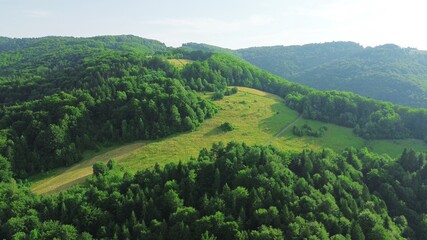 Lush green forest from above
