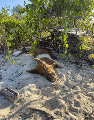 Un cochon dormant sur une plage aux Bahamas.