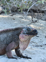 Un grand iguane immobile sur une plage, photo en format vertical.