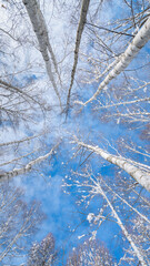 Snow Covered White Birch