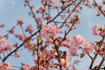 河津桜