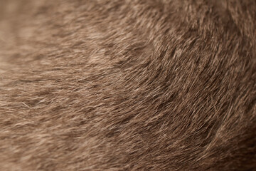 close up of fur texture