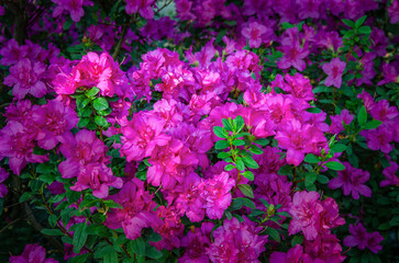 Purple azalea close-up, blooming in the city botanical garden.