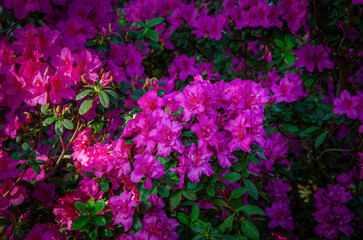 Fototapeta premium Branch of blooming purple azalea close-up in the city botanical garden