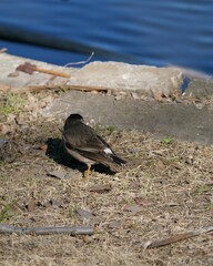地面に降り立ったムクドリ