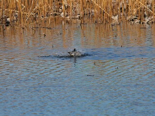 水鳥が蓮池で水浴びをしている