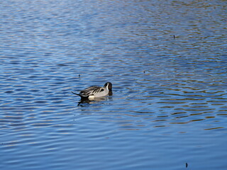 鴨が池を泳いでいる