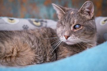 Gray blind cat, side view.