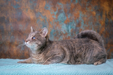 Gray blind cat, side view.