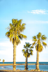 an exotic beach paradise with palm trees by the ocean. Concept: vacation on deserted and quiet beaches.