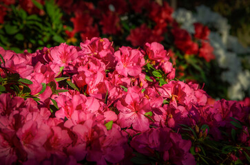 Bright azaleas close-up in the city botanical garden.