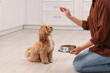Owner feeding her cute dog with dry pet food indoors, closeup