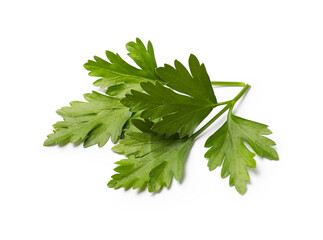 Sprigs of fresh parsley isolated on white