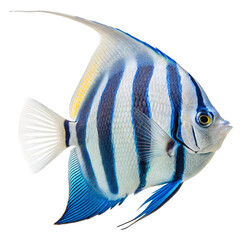 Striped angelfish illustration isolated on transparent background  
