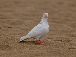 white dove on the beach