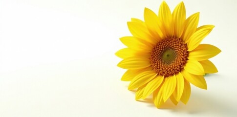 Obraz premium Golden sunflower oil bottle, single sunflower against white , bottle, cooking