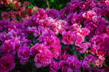 Pink terry azalea close-up in the city botanical garden.