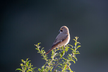 Isabelline Shrike in Mongolia