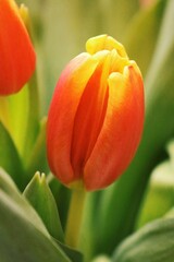 red yellow tulip