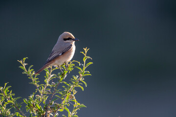Isabelline Shrike in Mongolia