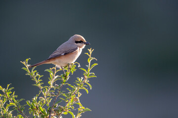 Isabelline Shrike in Mongolia
