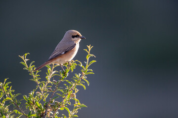 Isabelline Shrike in Mongolia