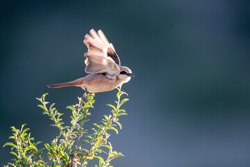 Isabelline Shrike in Mongolia