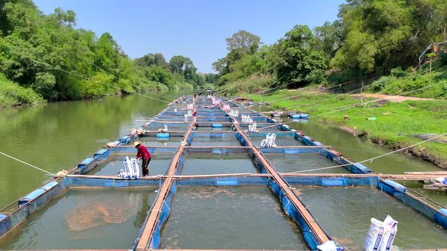 MAR 02,2025,SARABURI THAULAND,Red tilapia cages in the Pa Sak River, with Thai farmers feeding them and observing the floating tilapia farming using used plastic buckets in the Pa Sak River,