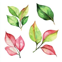 Watercolor Leaves Collection in Green and Red Shades for Design
