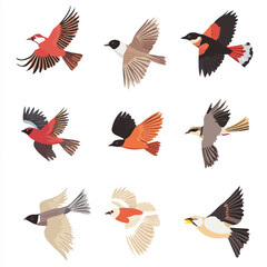 Obraz premium Assorted Birds Flying Illustration, Avian Wildlife Collection, Vector Art