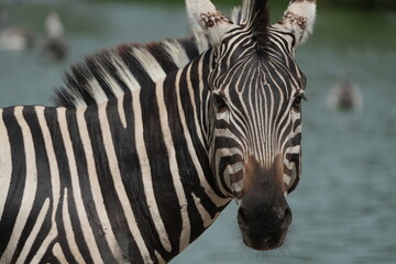 Naklejka premium Zebras in the wild at the Bangkok Open Zoo, Thailand.