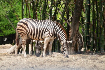 Zebras in the wild at the Bangkok Open Zoo, Thailand.